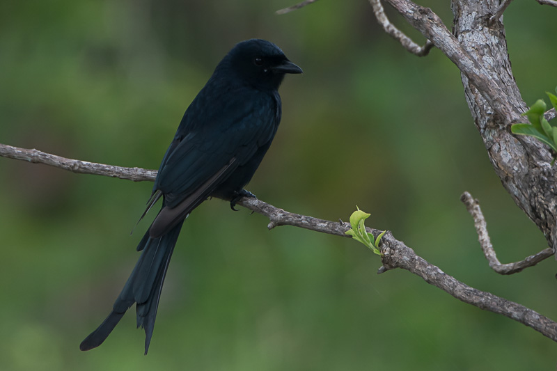 Koningsdrongo